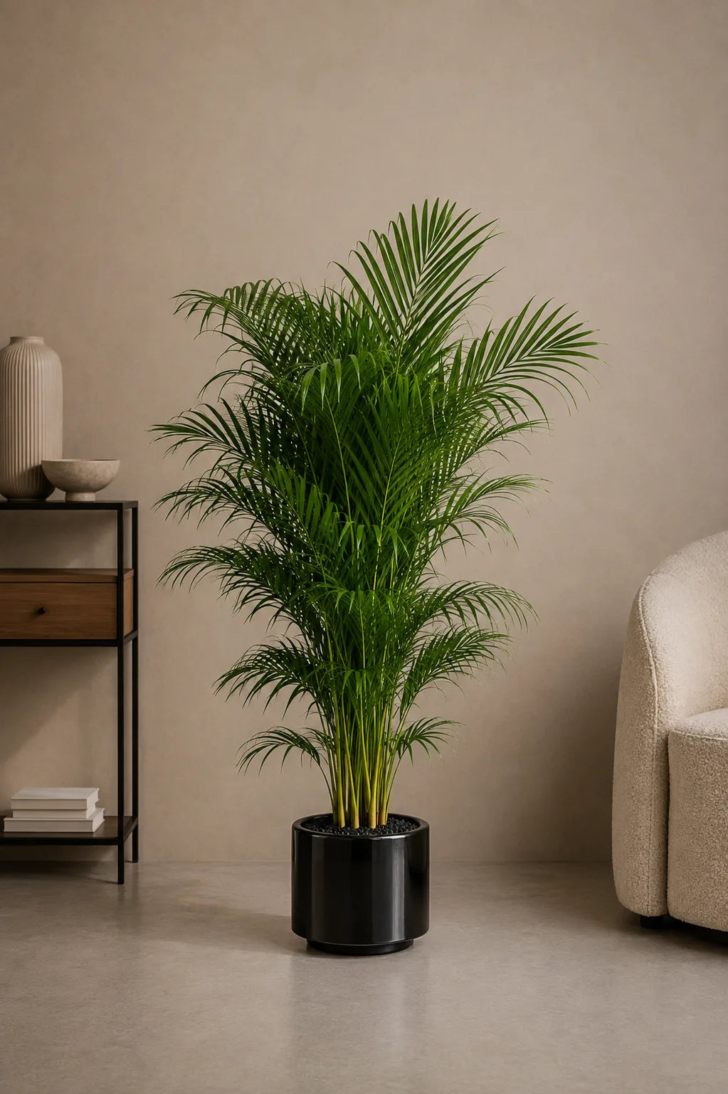 Areca Palm