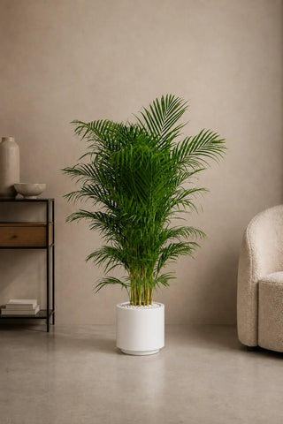 Areca Palm, product photo 5