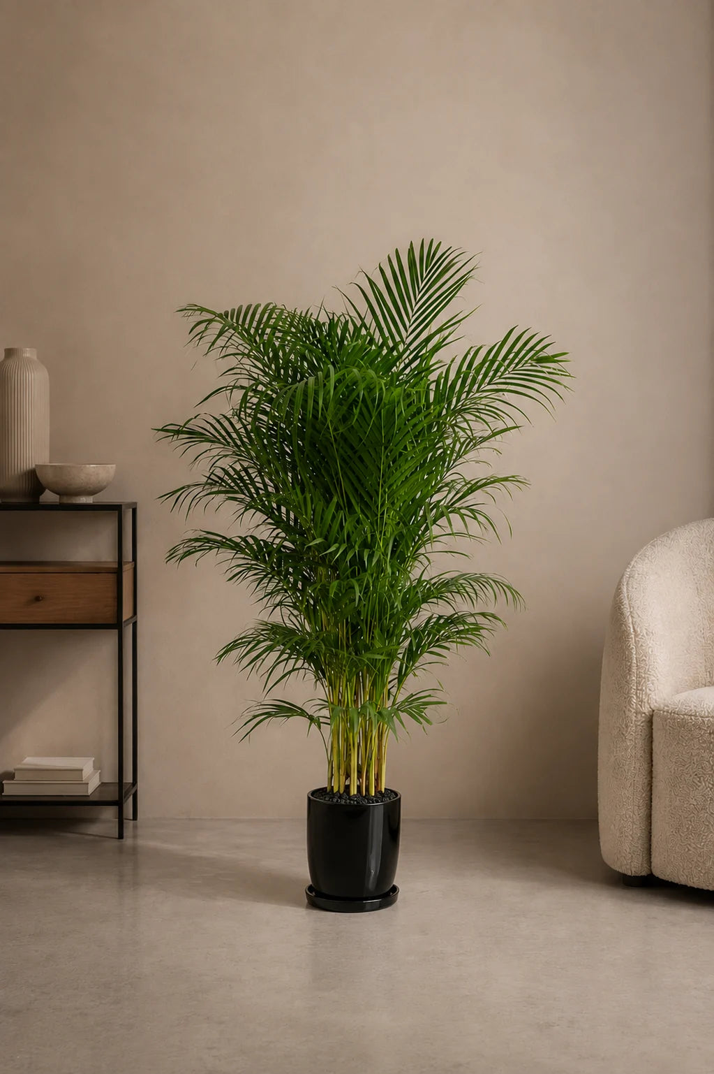 Areca Palm