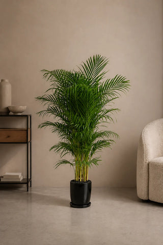 Areca Palm in black Luma Glossy planter, 140-170cm height