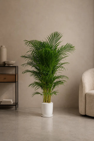 Areca Palm