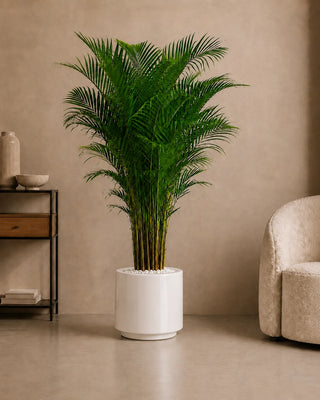 Areca Palm in white Nia Glossy planter, 200-210cm