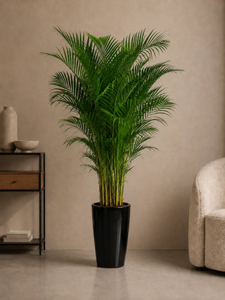 Areca Palm in black Luma Tall Glossy planter, 200-210cm height