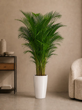 Areca Palm in white Luma Tall Glossy planter, 200-210cm height