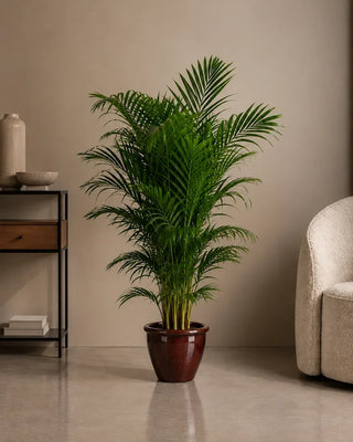 Areca Palm in white Luma Glossy planter, 140-170cm