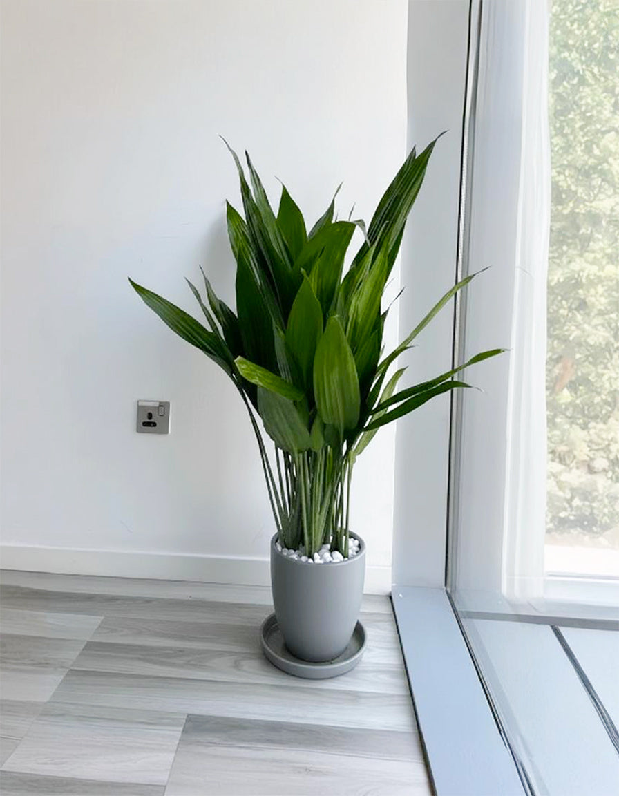 Aspiradas - Cast Iron