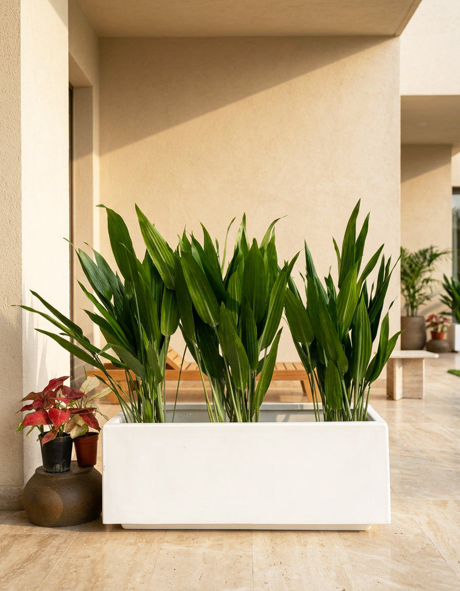 Aspiradas - Fiber Planter Arrangement