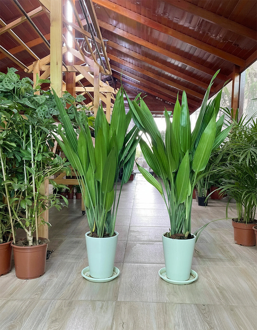 Aspiradas Bundle Set