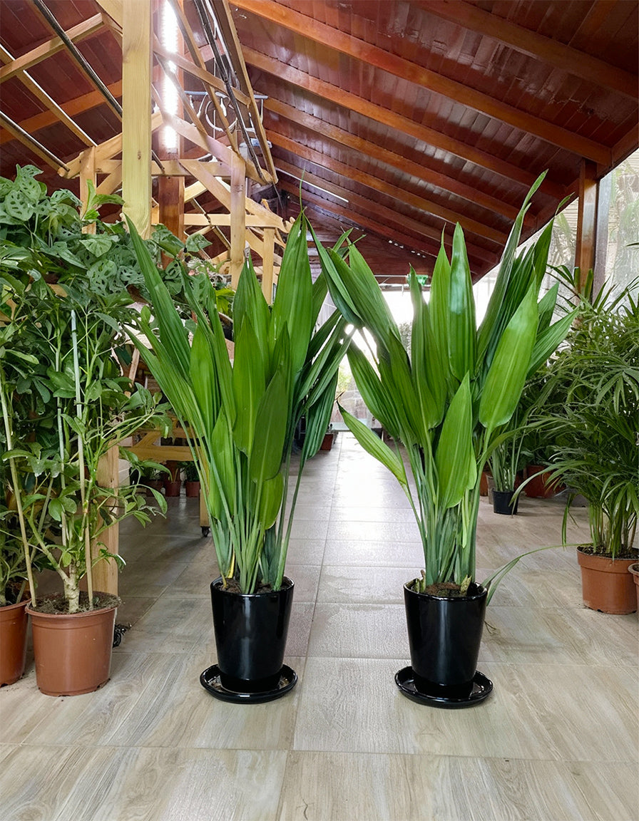 Aspiradas Bundle Set