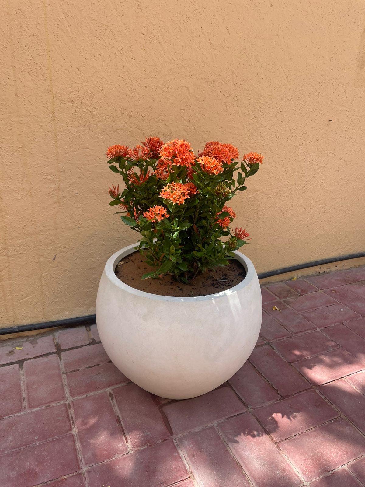 Ixora - Fiber Pot
