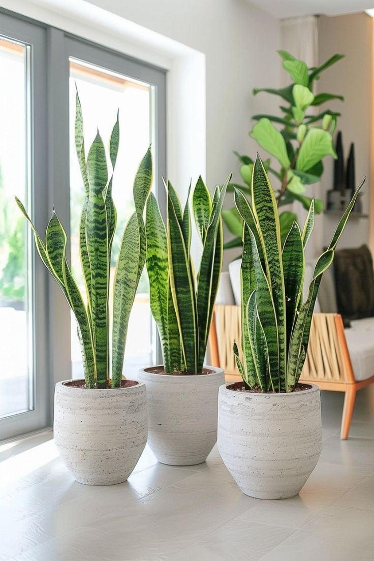 Snake Plant - Designer Pot ( Ceramic )