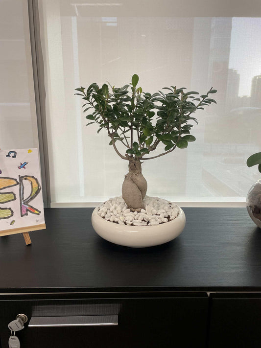 Bonsai Table Top - Shallow ceramic pot