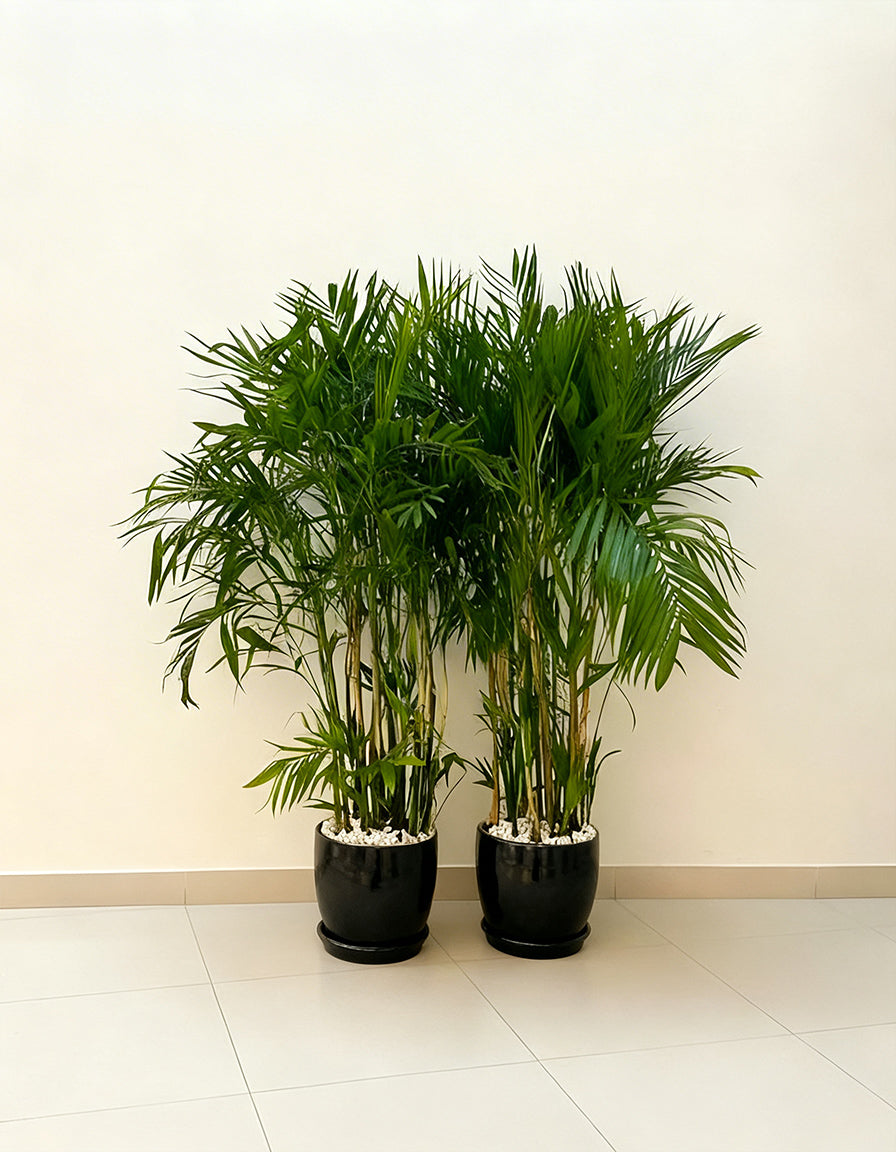 Bamboo Palm Bundle