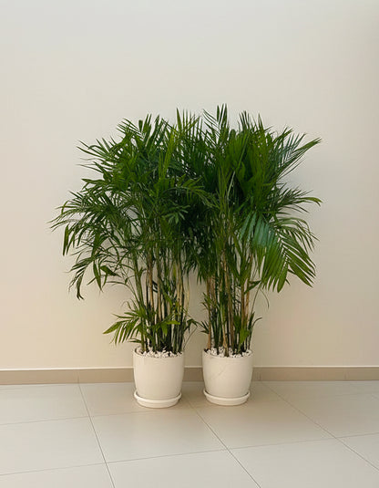 Bamboo Palm Bundle