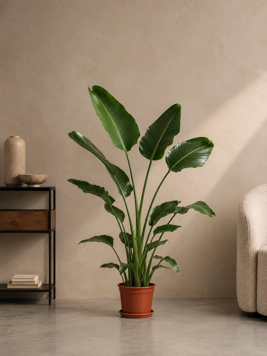 Bird of Paradise (Copy)