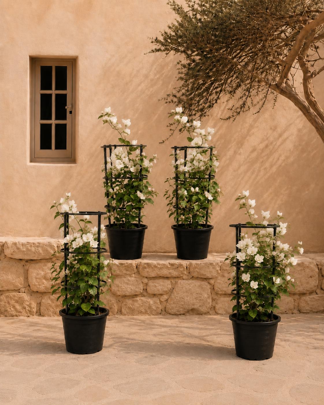 Bougainvillea Bundle of 4