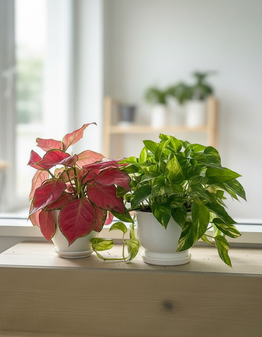 Bundle of Two - Table Top