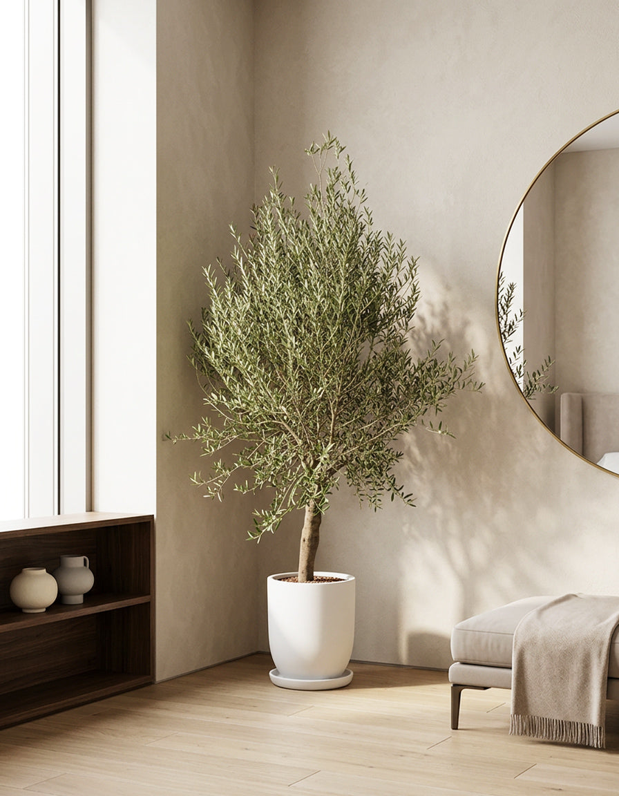 Bushy Olive Tree - Fiber Pot