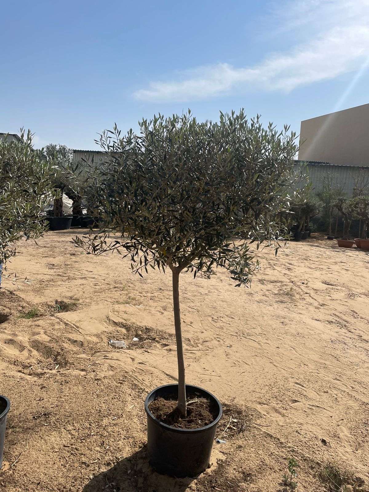 Olive Tree - Nursery Pot Large