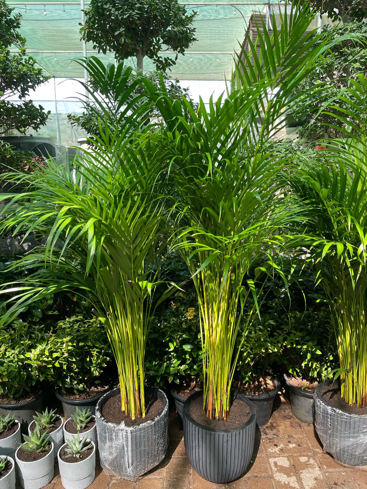 Holland Areca Palm - Potted