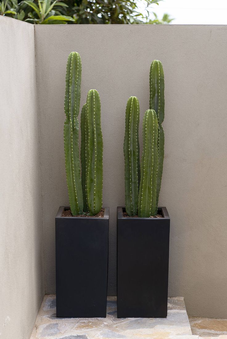 Cactus - Fiber Pot Arrangement Each