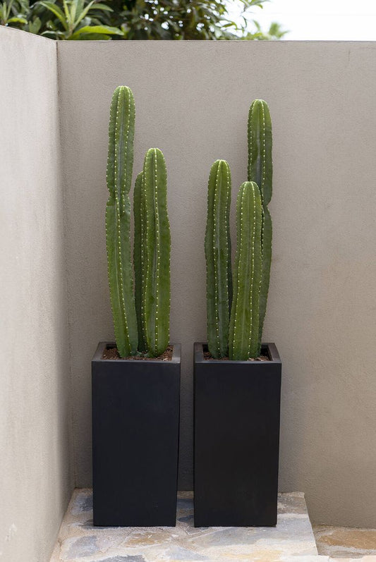 Cactus - Fiber Pot Arrangement Each