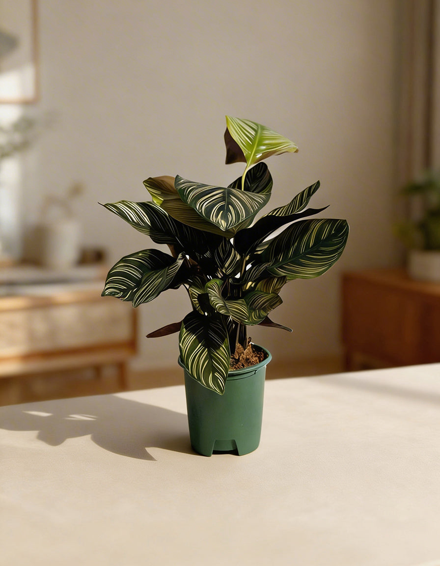Calathea - Nursery Pot
