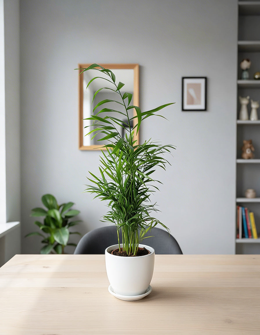 Chamaedorea - Ceramic Pot