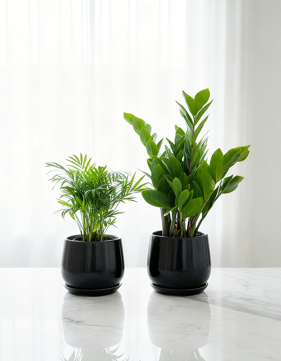 Chamaedorea & ZZ Bundle of Two