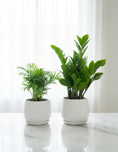 Chamaedorea & ZZ Bundle of Two