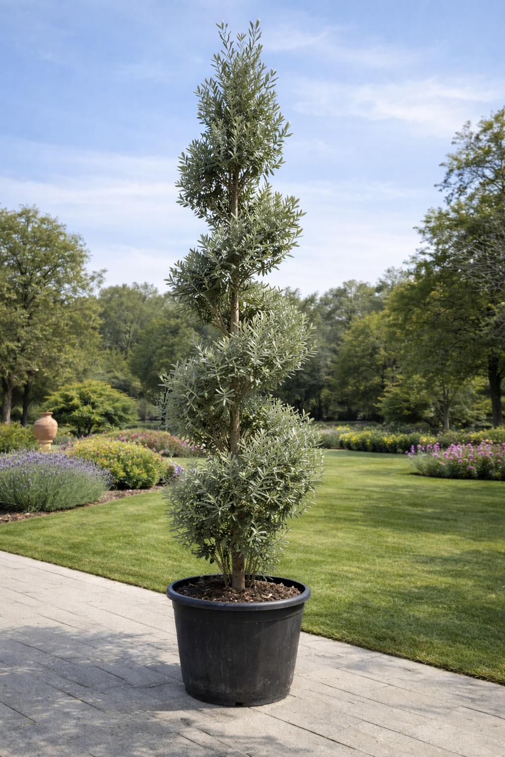 Spiral Olive Tree - Nursery Pot