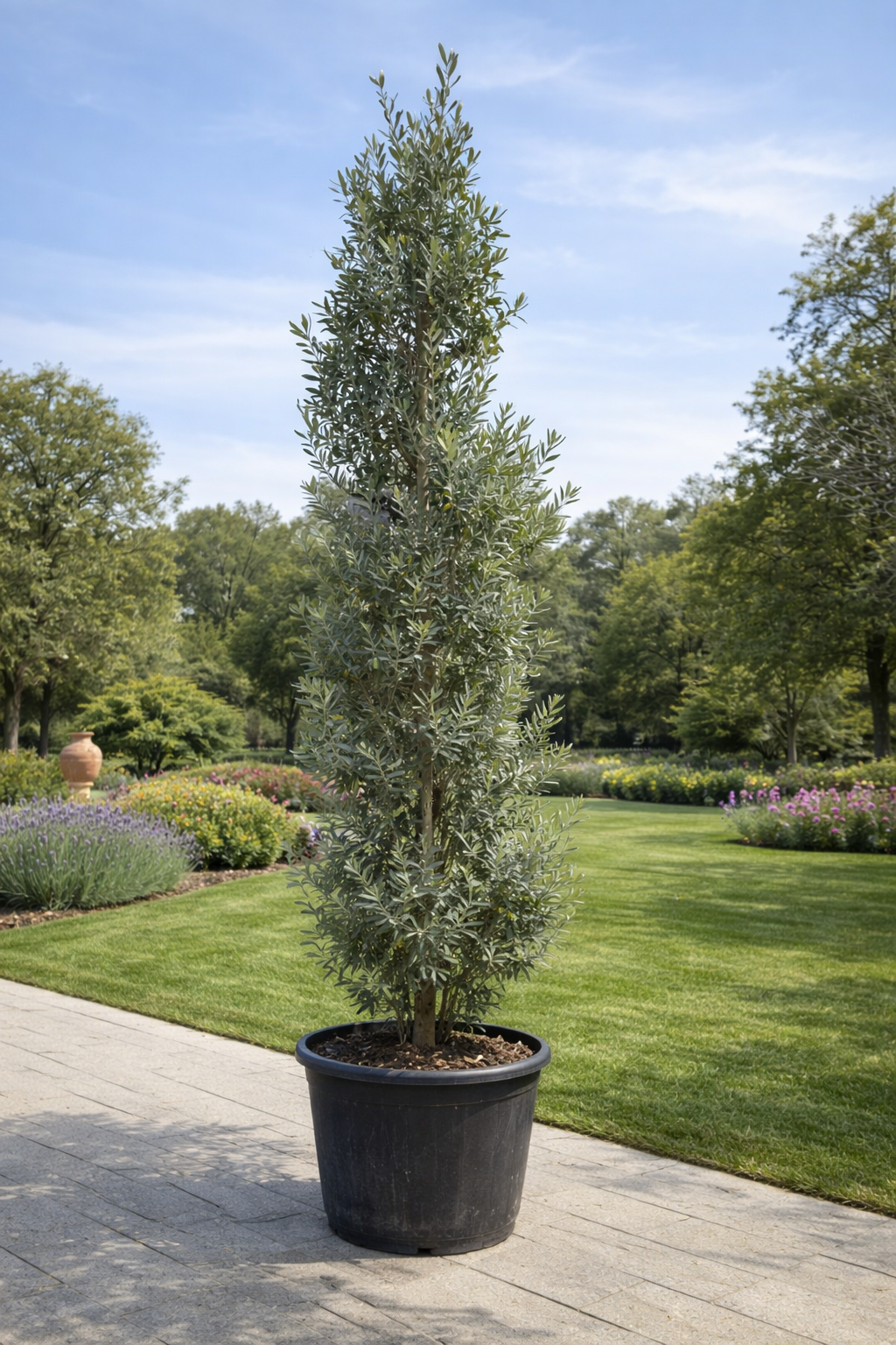 Olive Tree Cone - Nursery Pot