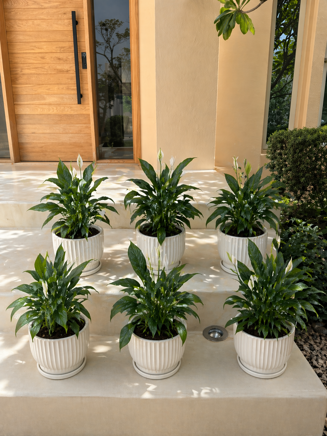Bundle of 6 Table Top Lily - Ceramic Pots