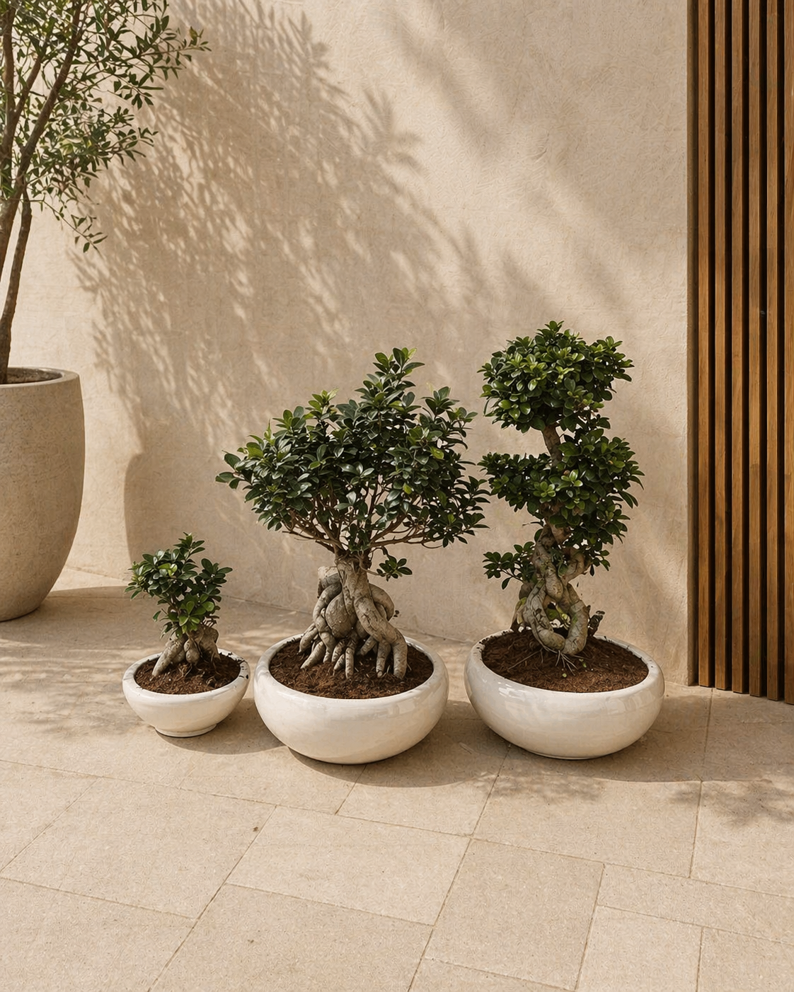 Trio Bonsai Bundle - Potted