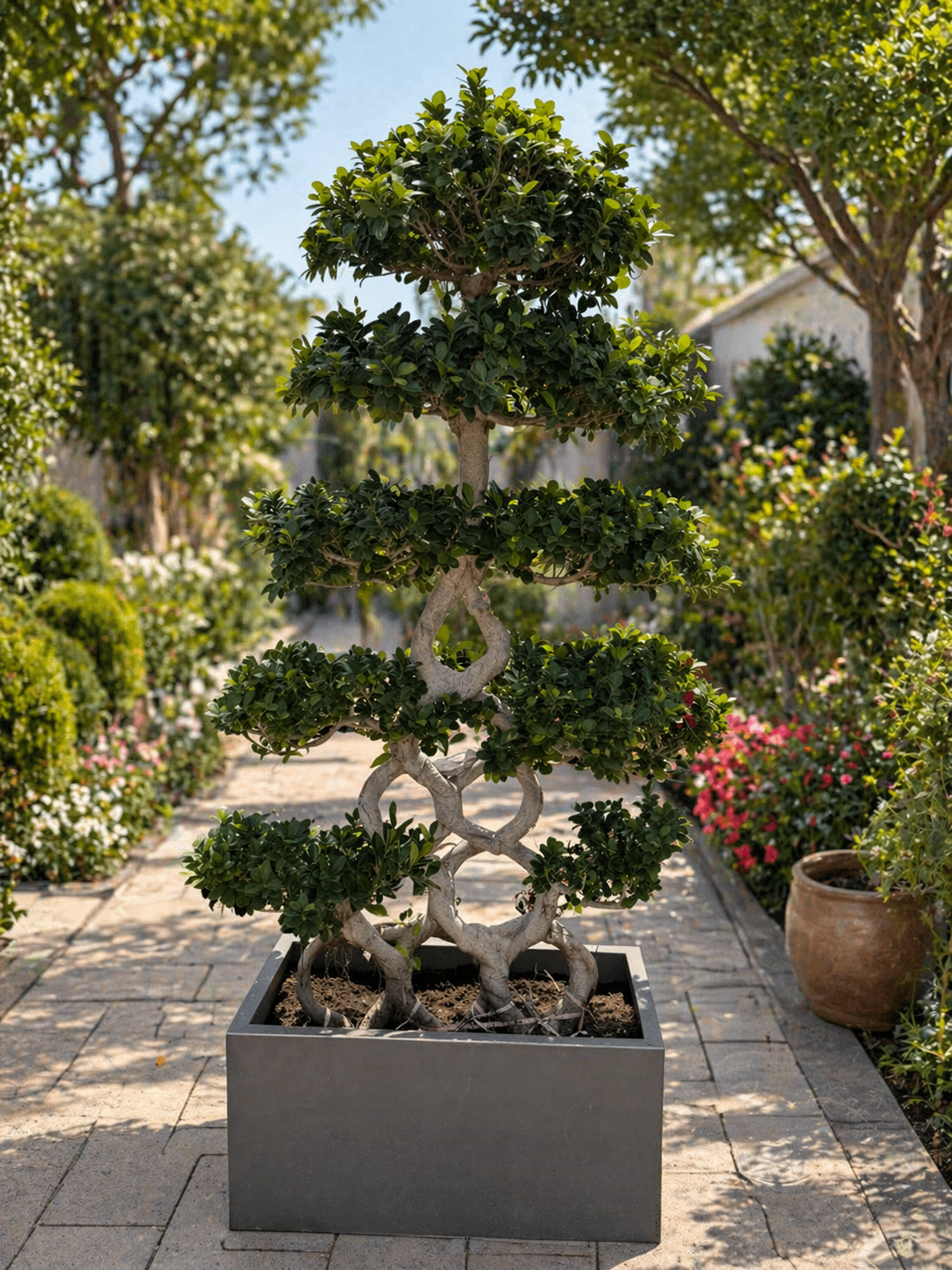 Bonsai Fiber Potted