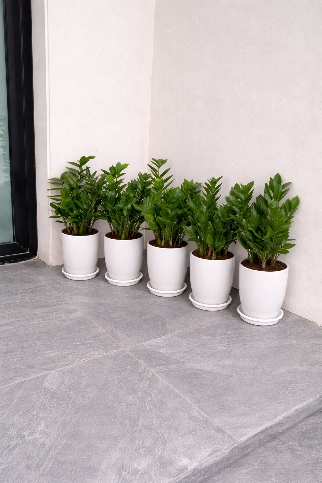 ZZ - Zamia Bundle of 5 - Ceramic Pots