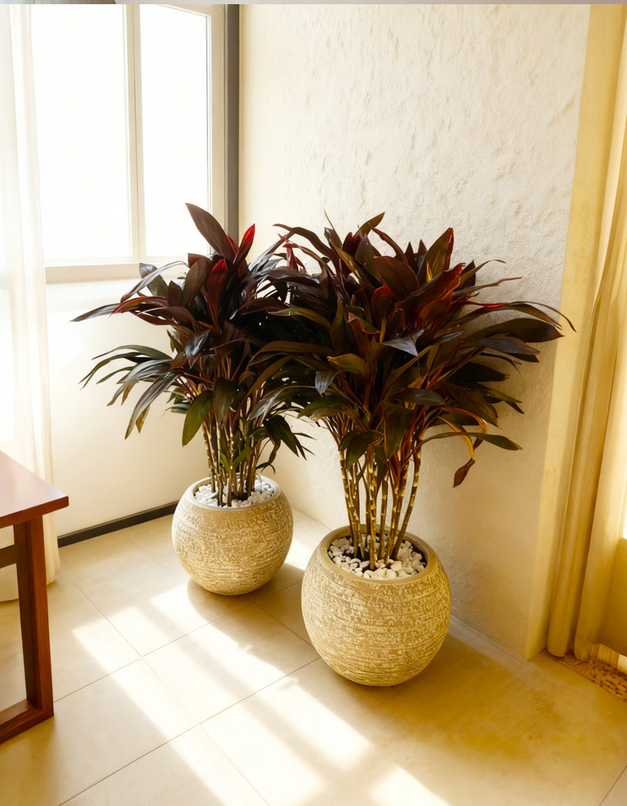 Cordyline Rumba Bundle - Round Fiber Pot