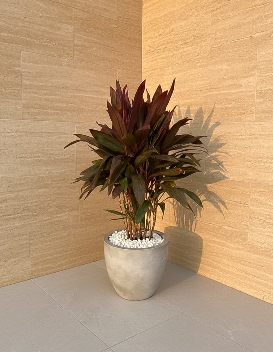 Cordyline Rumba - Stone Finish Pot