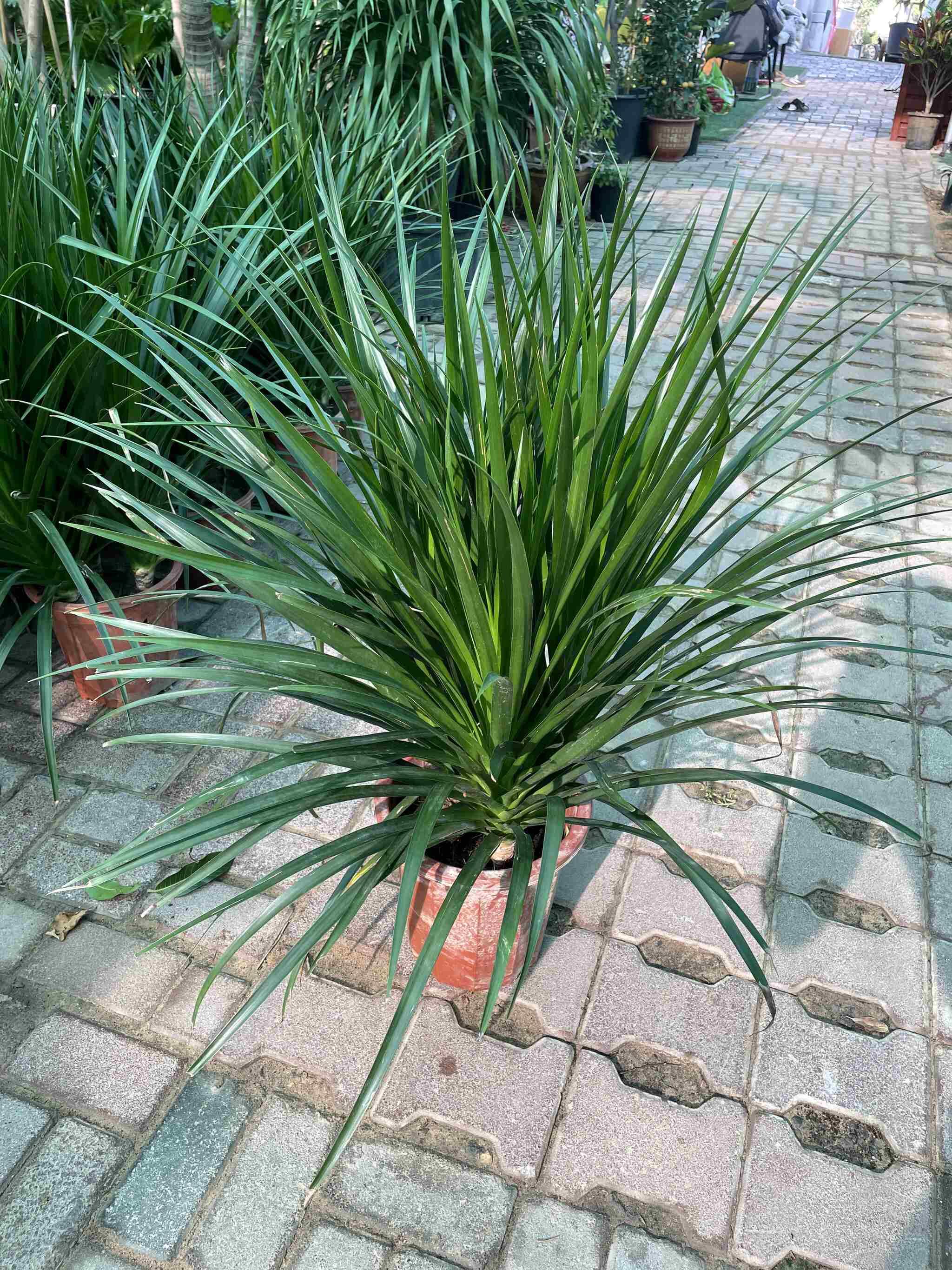 Small Yucca plant