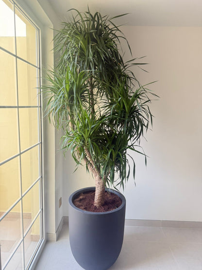 Kentia Palm