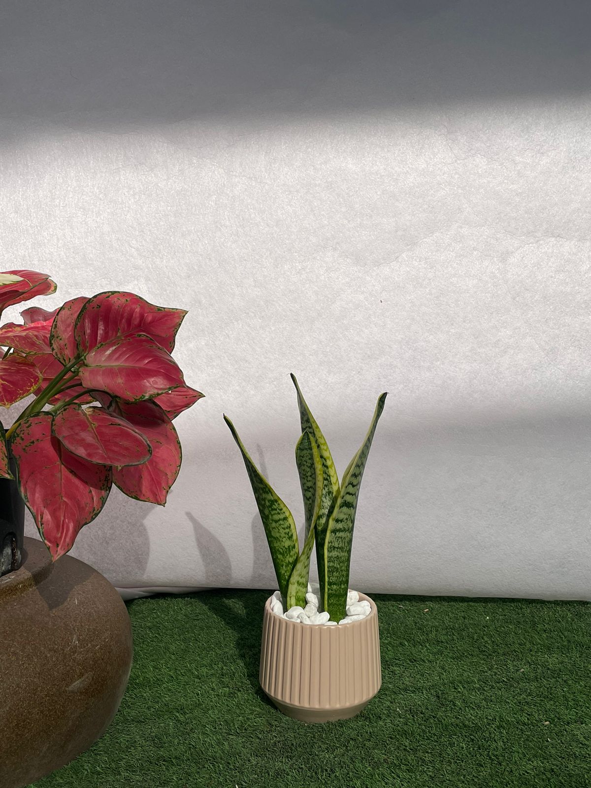 Snake plant - Nude Pot