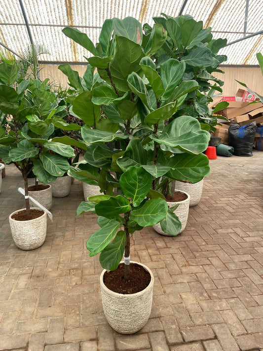 Fiddle Plant - Stone Finish - Fiber Pot