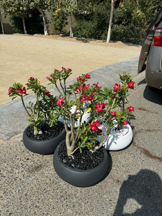 Desert Rose - Bundle of 4 - Fiber Pots