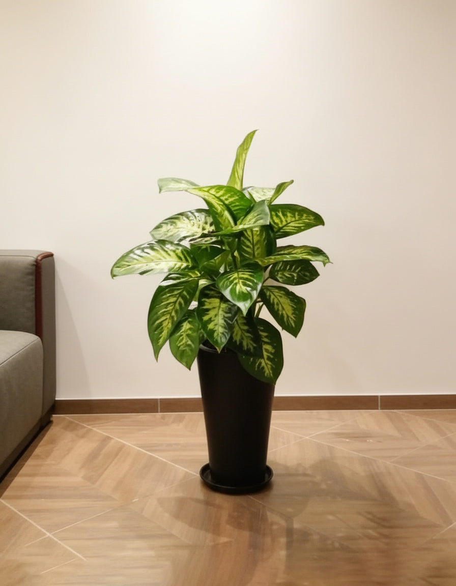 Dieffenbachia - Tall Pot