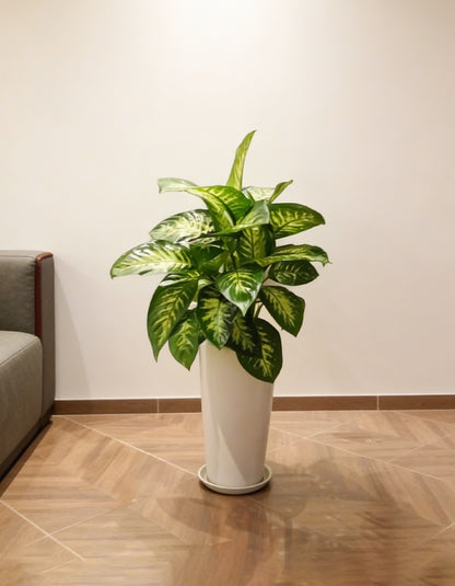 Dieffenbachia - Tall Pot