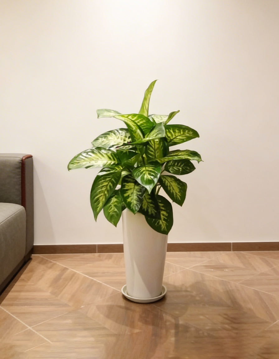 Dieffenbachia - Tall Pot