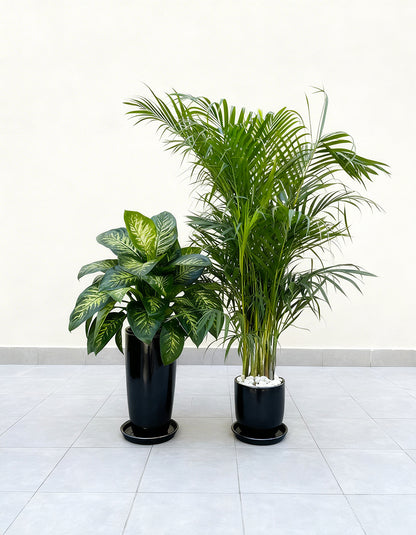 Dieffenbachia & Areca Palm Bundle