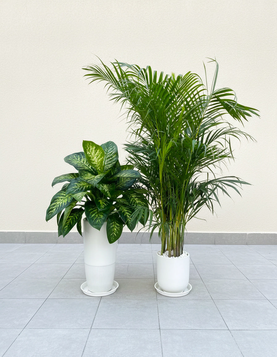 Dieffenbachia & Areca Palm Bundle