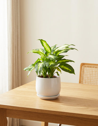 Diffenbachia Table Top