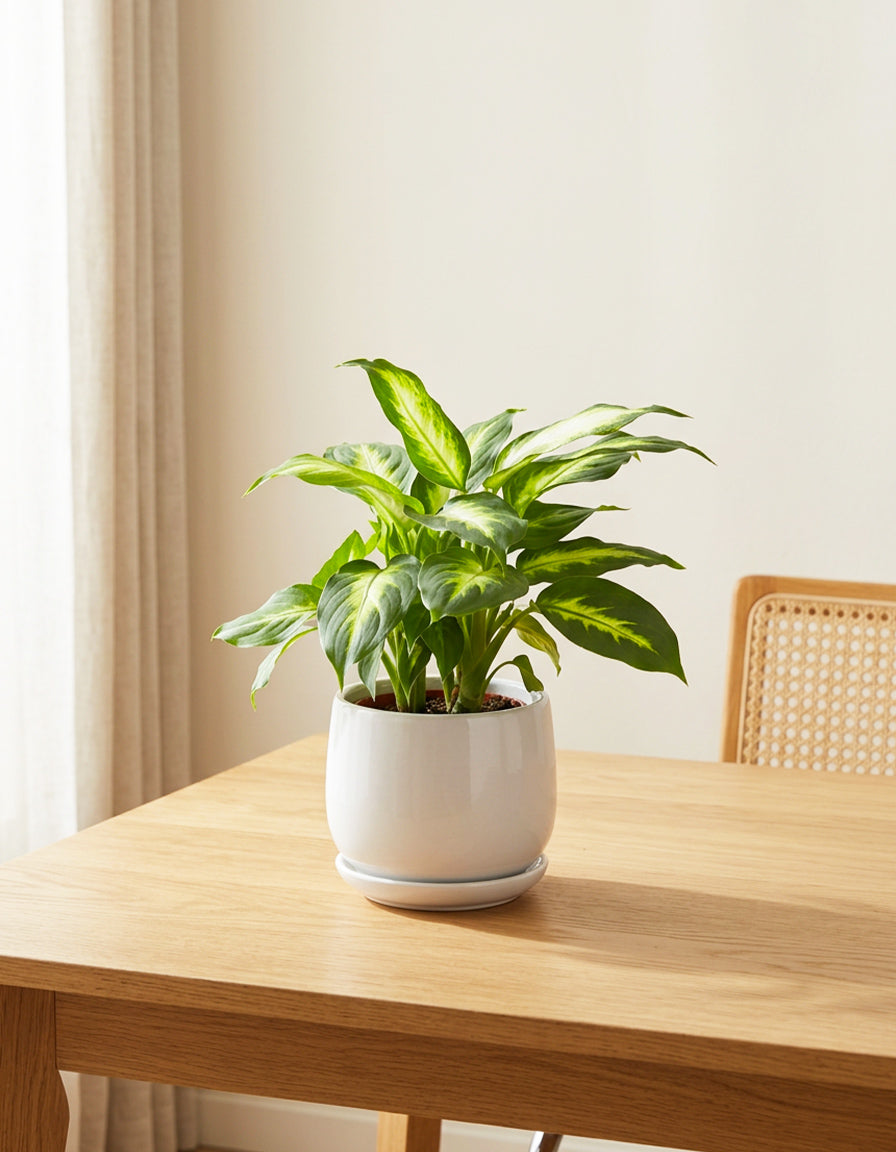 Diffenbachia Table Top